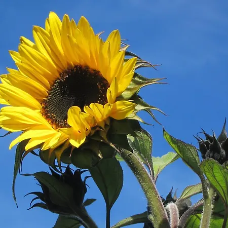 Lexhof Çiftlik konaklama Sellrain