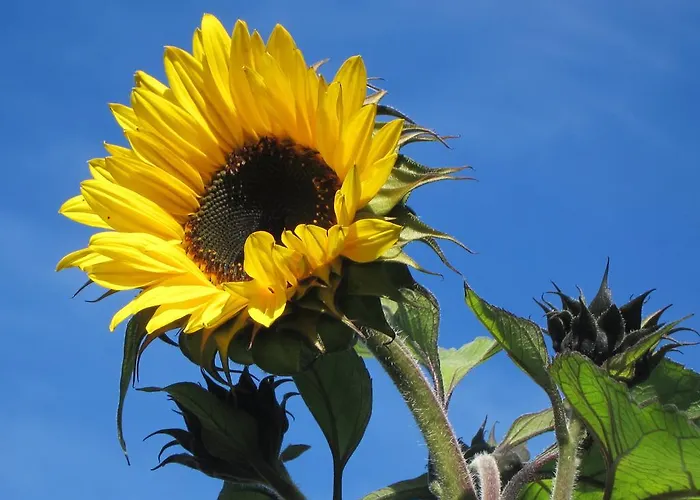 Lexhof 农家乐 Sellrain